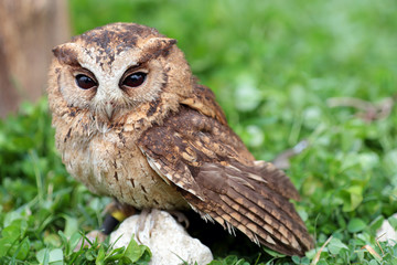 A sunda scops owl at ground