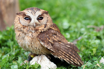 A sunda scops owl at ground