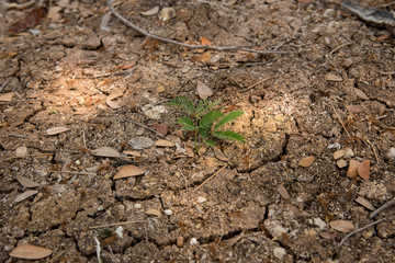 Small plants