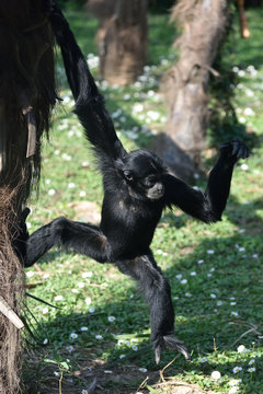 Siamango