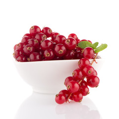 Red Currants