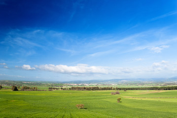 Sardegna, Trexenta, campi di grano in primavera