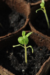 Tomato seedling