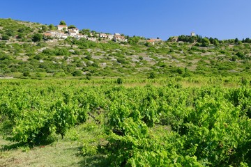 Fototapeta na wymiar Vineyard and small village on island Vis in Croatia