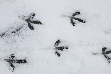 traces of birds in the snow
