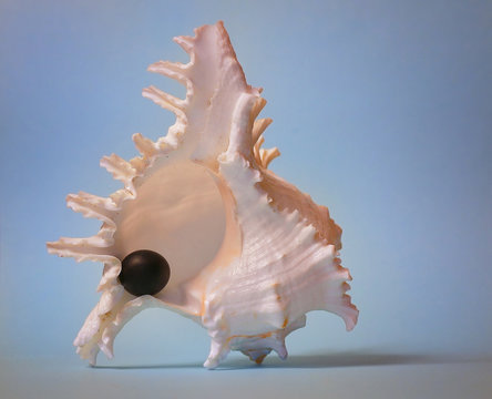 ocean shell with a pearl on a blue background
