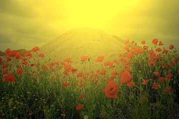 Field of poppies and a sand dune in sunset light