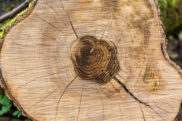 Cross section of tree trunk showing growth rings