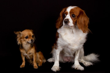 cavalier king charles and chihuahua