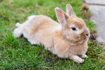 Fototapeta premium small brown bunny on green grass in summer garden