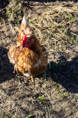 brown chicken hen at farm