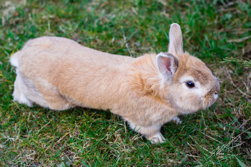 small brown bunny on green grass in summer garden