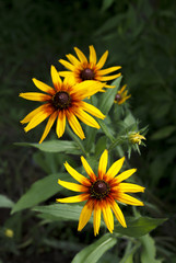Bright yellow Rudbeckia flowers