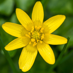 Fototapeta premium Single Celandine