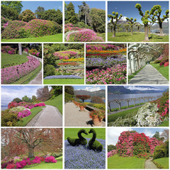 Fototapeta na wymiar romantic, colorful flowering garden in spring time