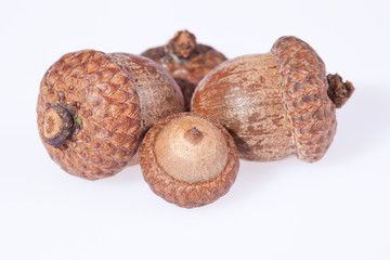 some acorns on dry  on white background  close up