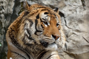 Tigre