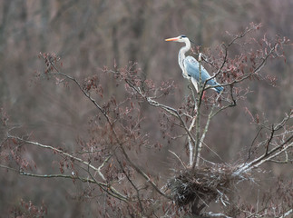 Grey heron near the nest