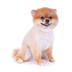 Obraz premium pomeranian dog brown short hair