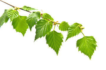 Obraz premium Birch branch with leafs on white background