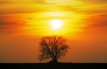 Alone tree on meadow at sunset with sun