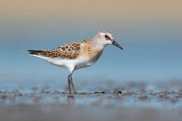 Little stint