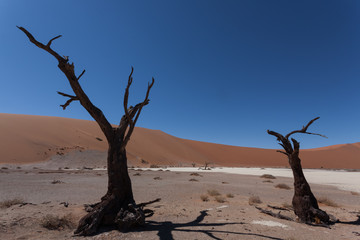 Death tree Hidden Vlei