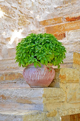 Basil in Clay Pot