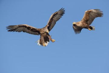 Soaring white-tailed eagles