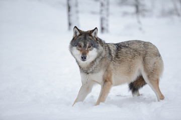 Fototapeta na wymiar Lone wolf in snow
