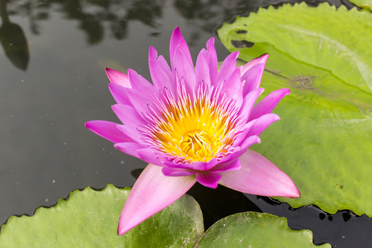 purple lotus flower in river