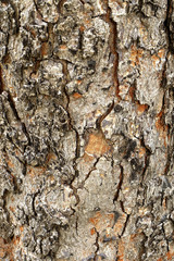 Tree bark texture