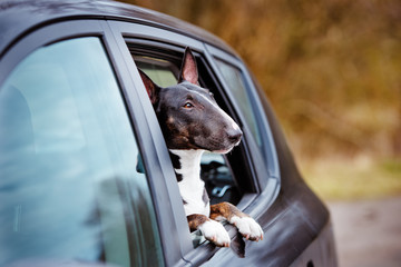 english bull terrier dog in a car window