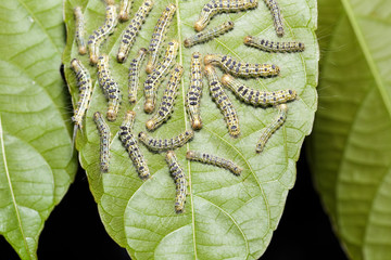Hairy moth Selepa celtis on leaf