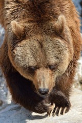 Fototapeta premium orso bruno