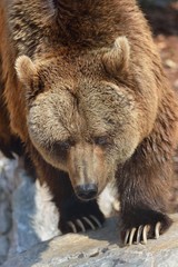 Obraz na płótnie Canvas orso bruno