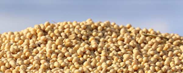Soybean on pile