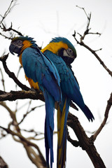 parrot couple in fota wildlife park