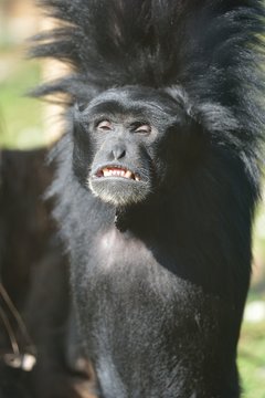 Siamango