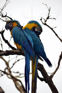 Parrot Couple In Fota Wildlife Park