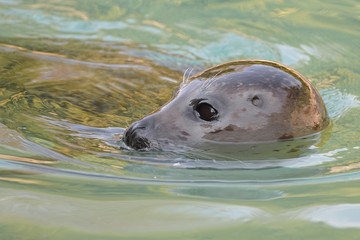 Obraz premium Foca comune