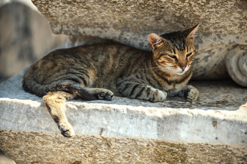 Naklejka na ściany i meble Turkey, Ephesus, a cat (Felis catus) in ruins of the ancient rom