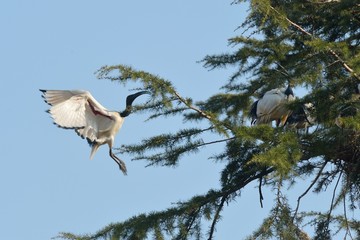 Ibis sacro in volo