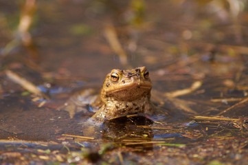 Der stolze Frosch