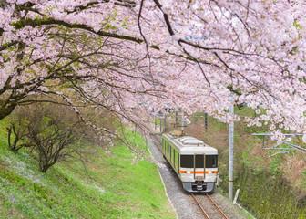 Japan train with Sakura or cherry blossom