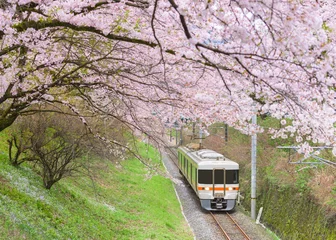 Foto op Plexiglas Japan trein met Sakura of kersenbloesem © jiratto