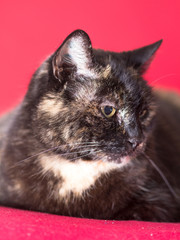 Katze liegt auf einer Decke