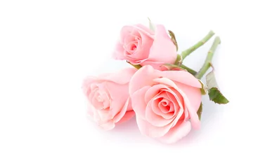 Crédence de cuisine en verre imprimé Roses pink rose flower on white background