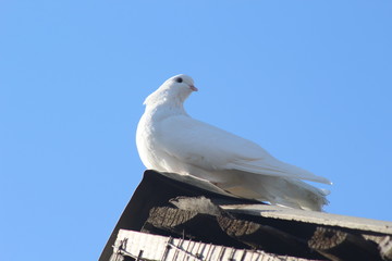 Белый голубь на крыше на фоне синего неба