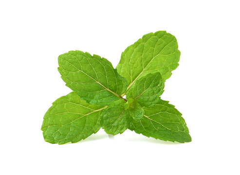 mint  leaves  on white background